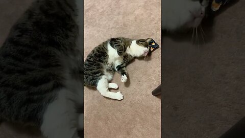 The Purrfect Cat Christmas Gift