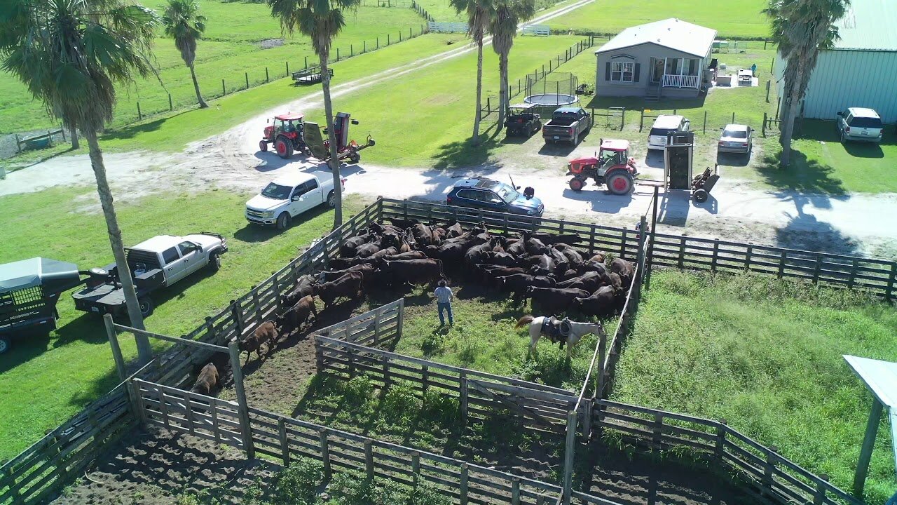 Ranch Vlog Working Cattle