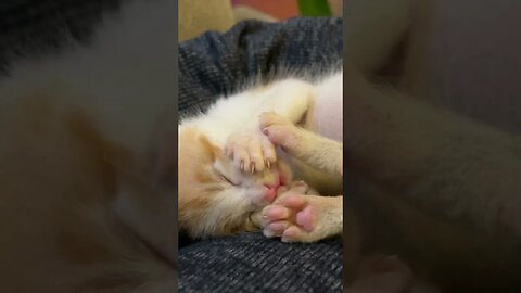 Cute kitten paws😻