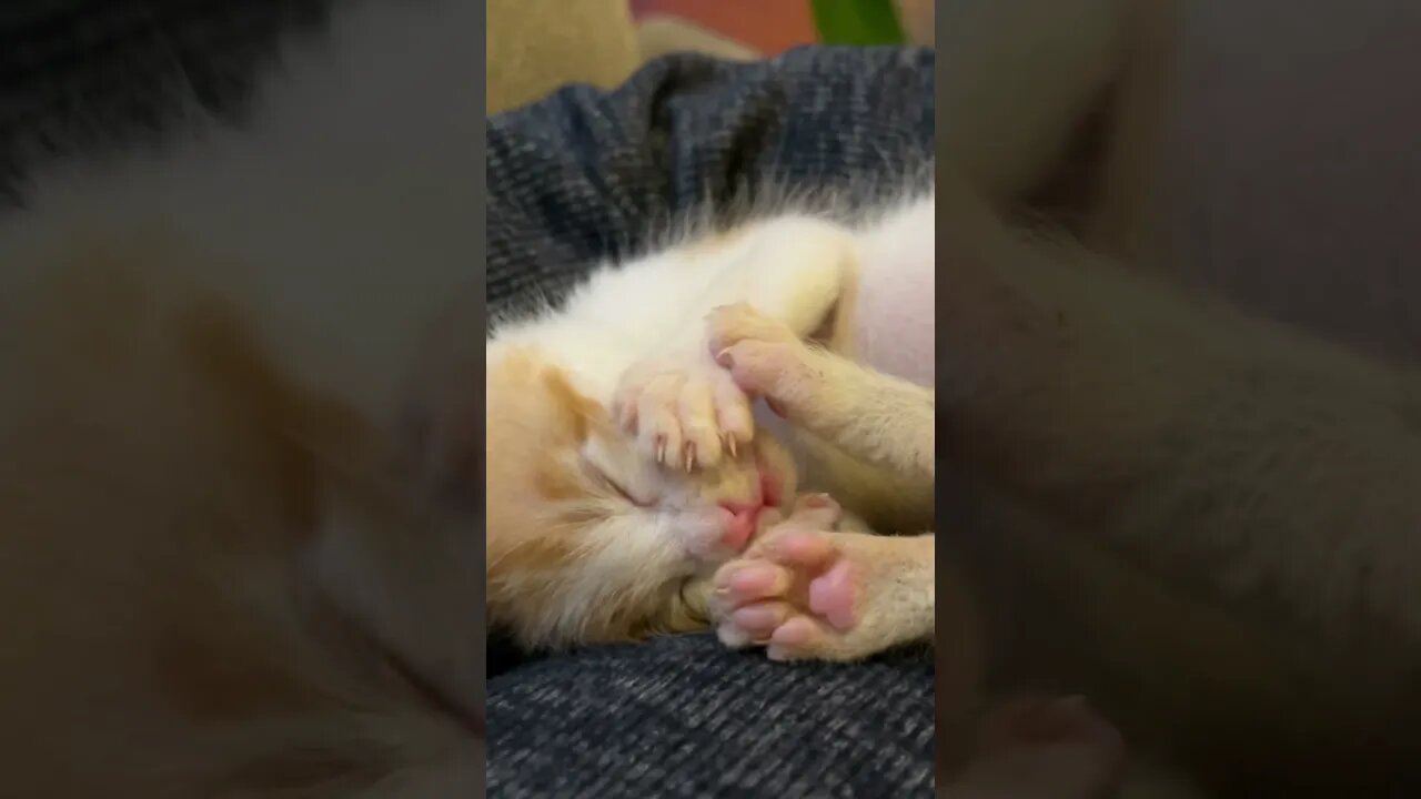 Cute kitten paws😻