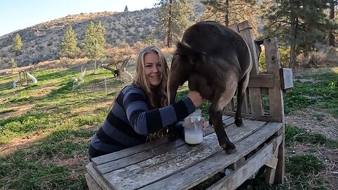 We're Milking Goats!