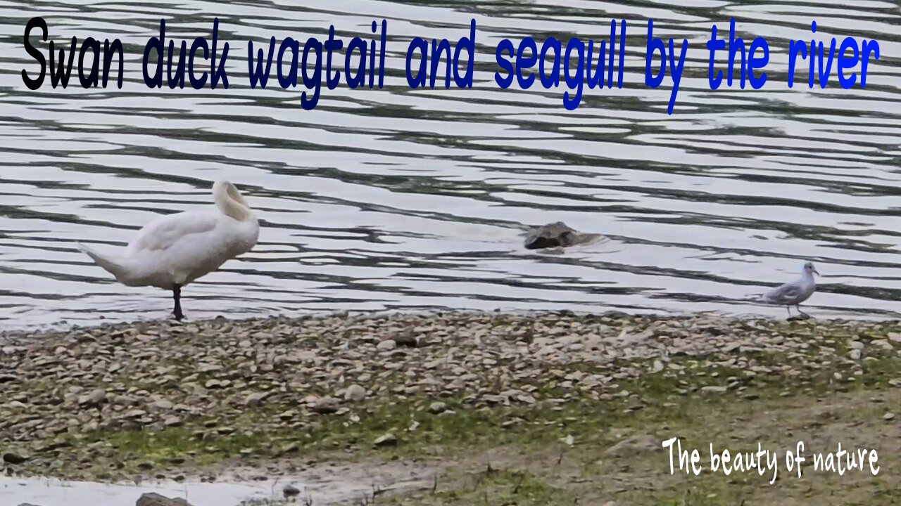 Swan duck wagtail and seagull by the river / beautiful birds by the water.