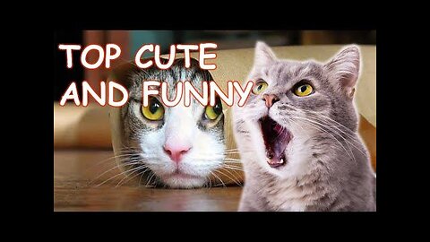 Funny pets compilation must watch