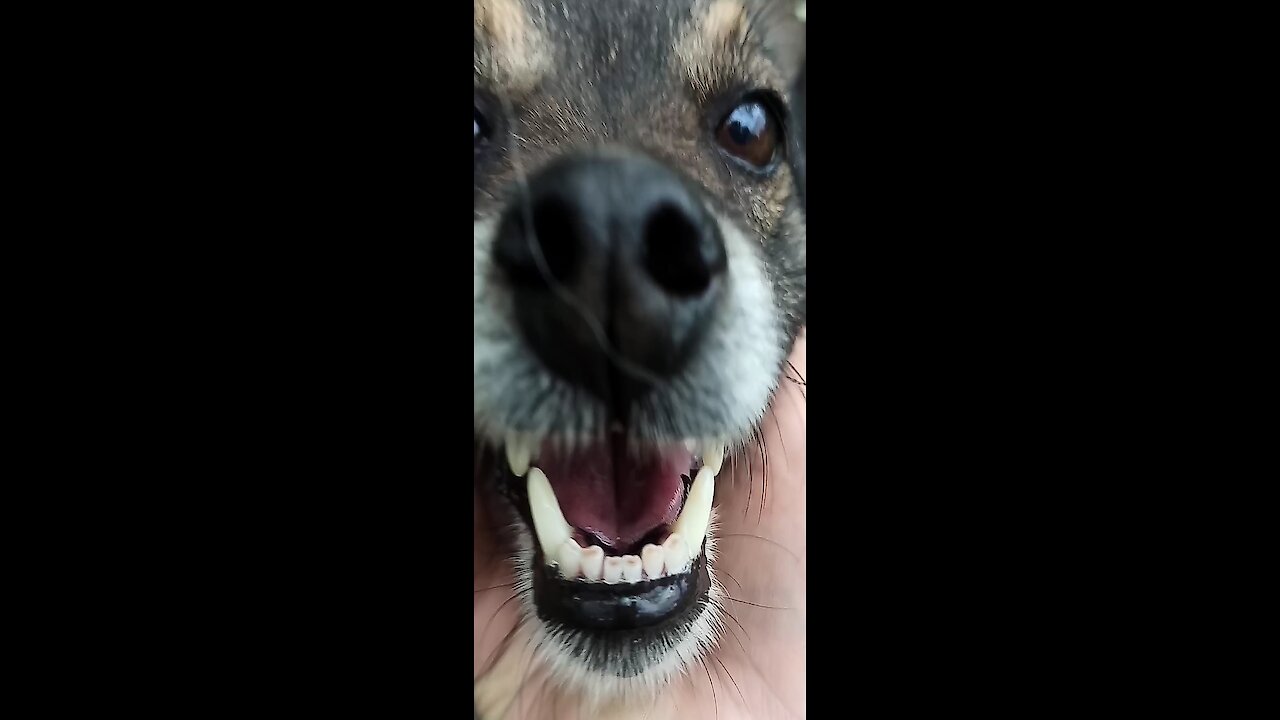 Funny pet Jack