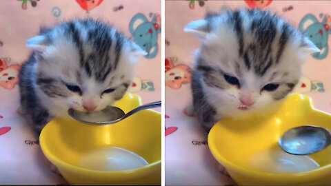 Cute kitten drinking milk