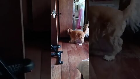 #dogshow , #animals , #dogs , #shorts