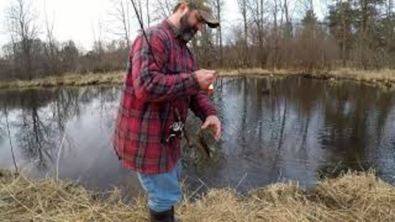 Bluegills & Bobbers