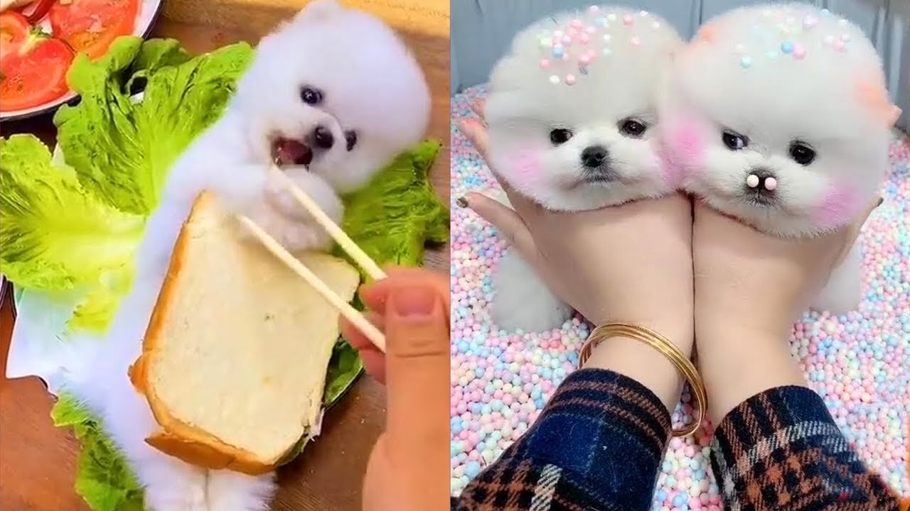 Pomeranian –The Cute, Smart, Small Dog #4