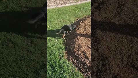 Snickers trying to roll in dirt