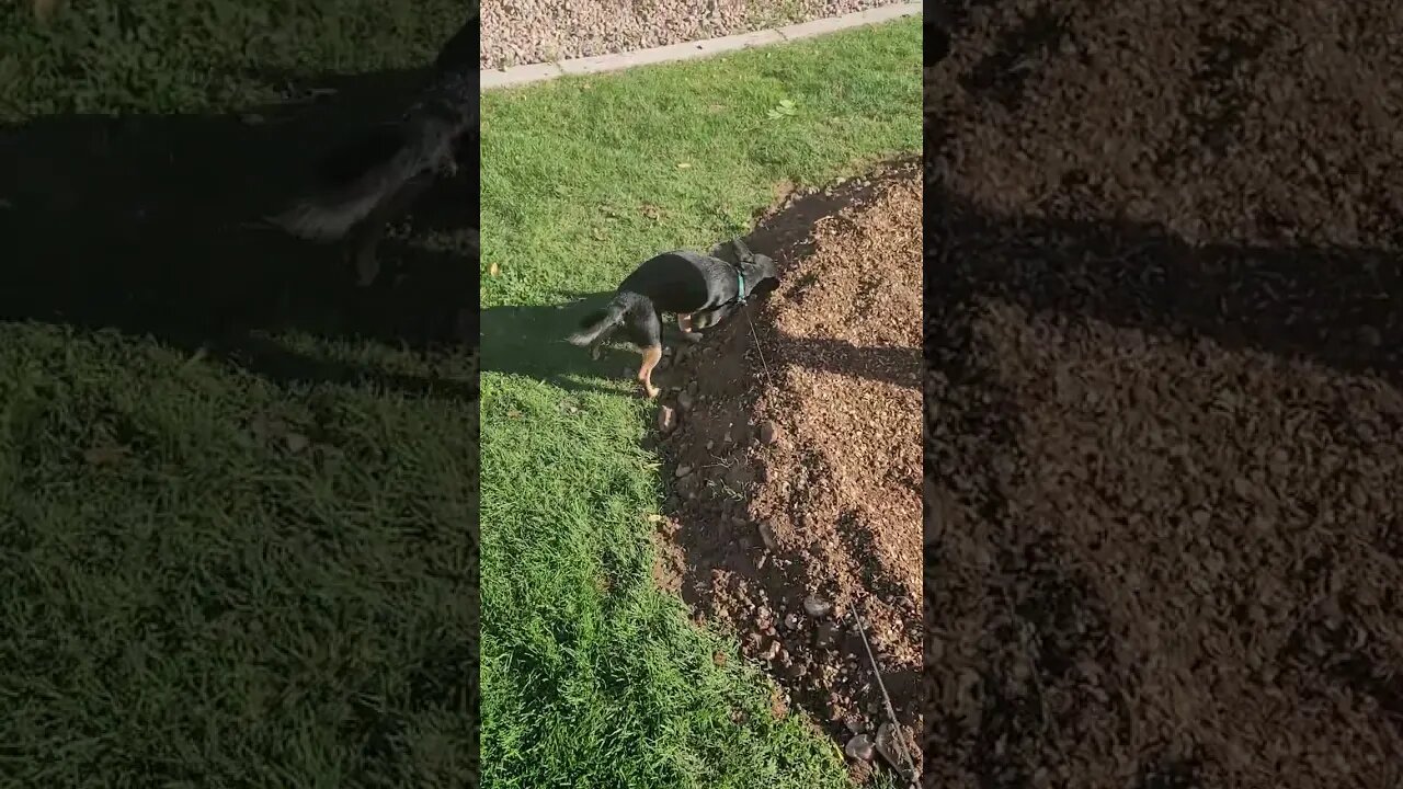 Snickers trying to roll in dirt