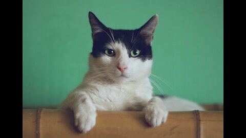 Basic Cat Training Tips you should know