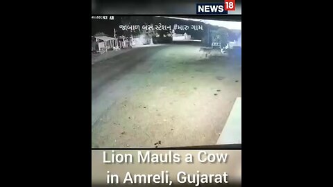 Lion Attack Cow In Gujarat | Gujarat News | Lion Attack Cow Video | Viral Video |Shorts | CNN News18