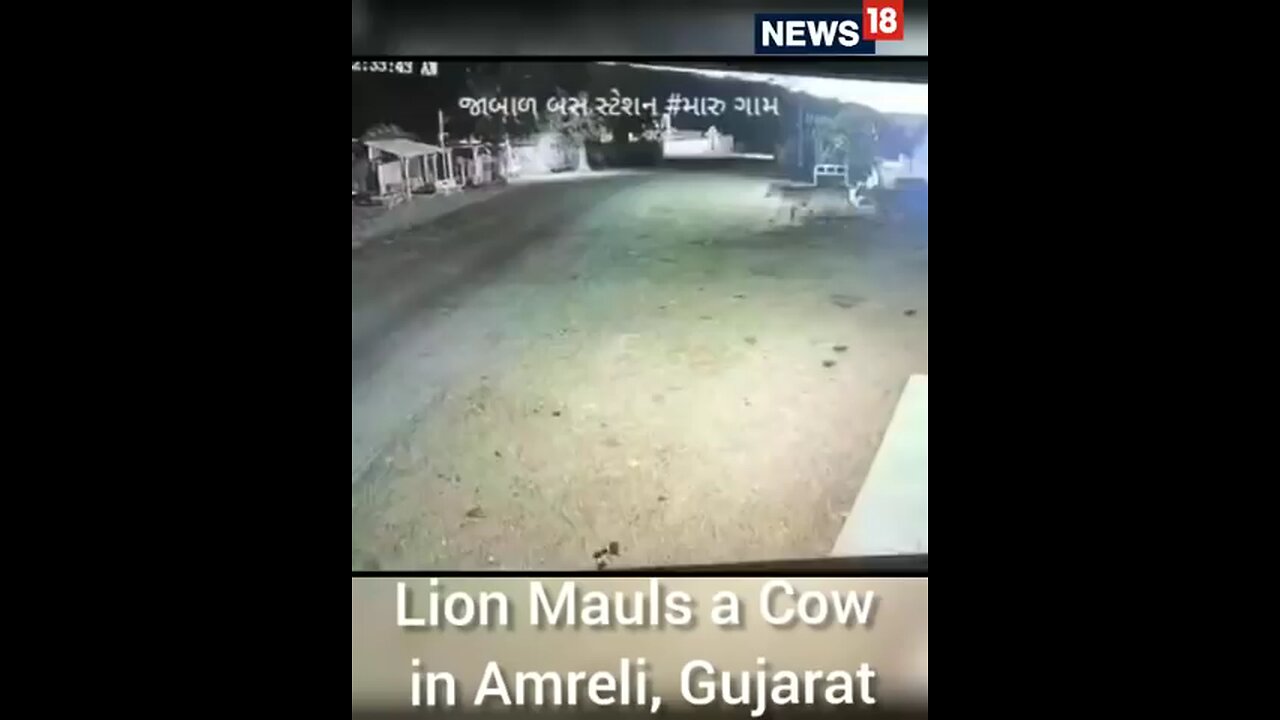 Lion Attack Cow In Gujarat | Gujarat News | Lion Attack Cow Video | Viral Video |Shorts | CNN News18