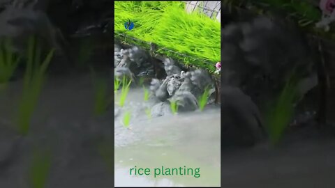 Modern Agriculture - Rice Planting