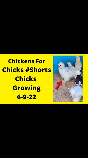 Baby Chicks Growing June 9, 2022 #Shorts