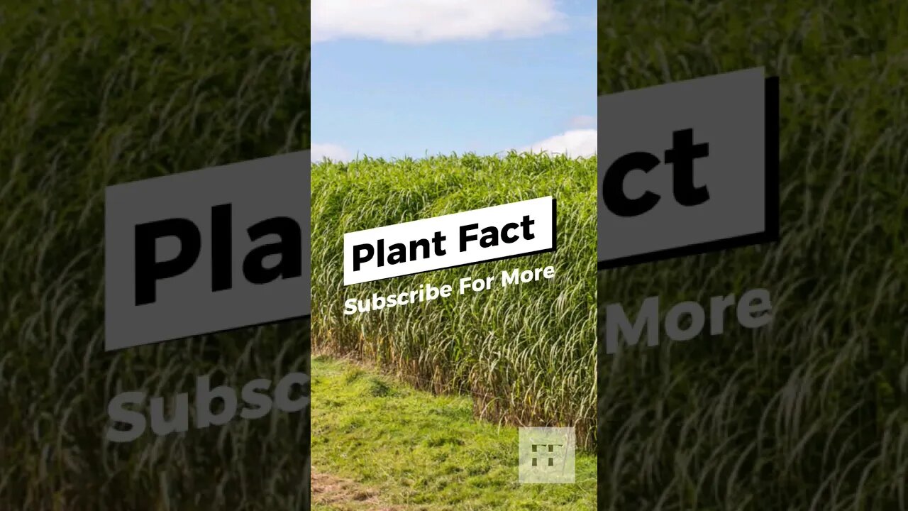 Plant Facts - You Don't KnowππΏπ
π·π± #shorts #garden #grass #landscape #plants #elephant #africa
