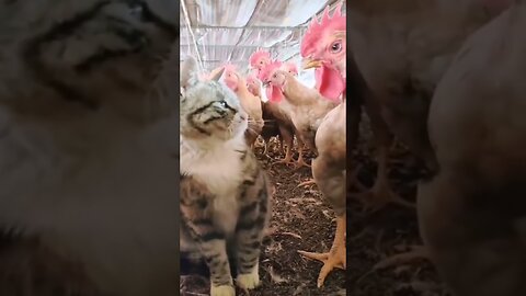 funny and cute cat video