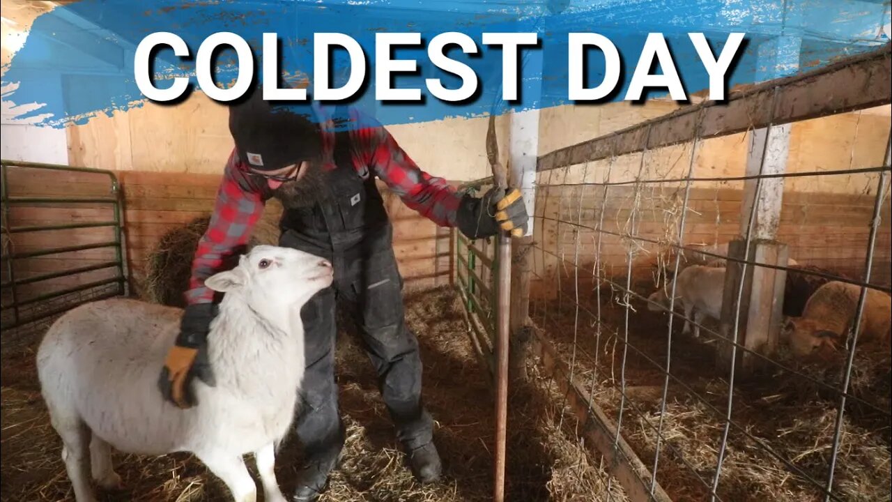 False Alarm? Still No Lamb | Are We Missing Something? | Coldest Day of The Year So Far