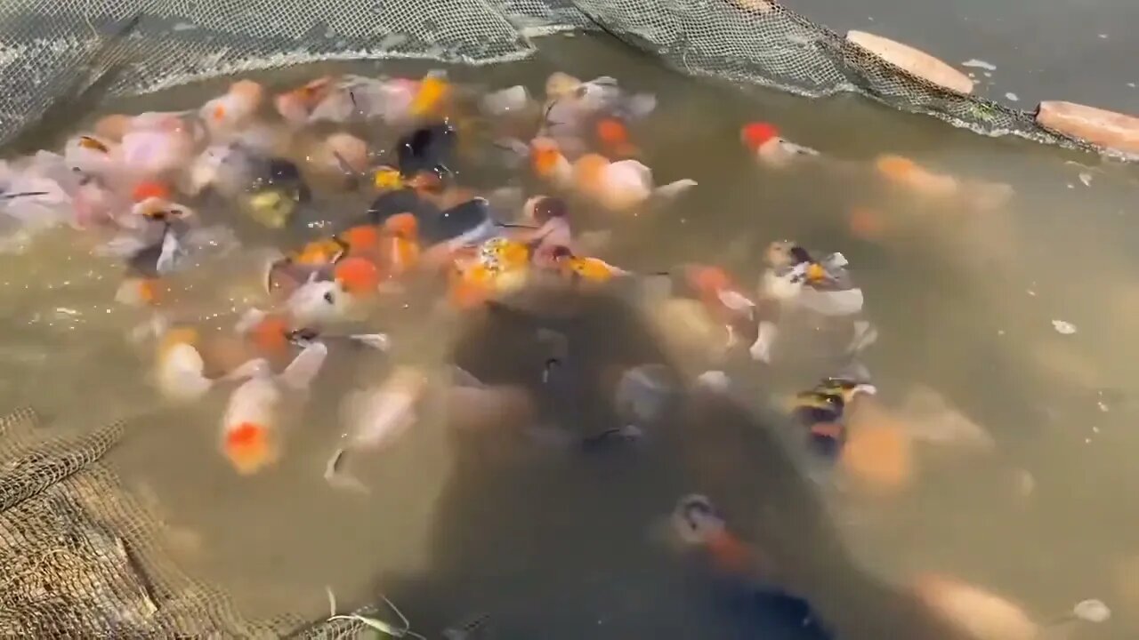 The high quality and beautiful goldfish in farm