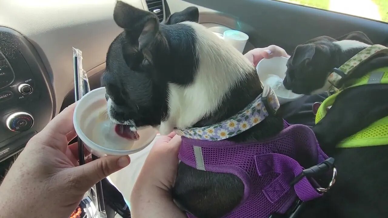 First pup cup adventure. #bostonterrier #puppy