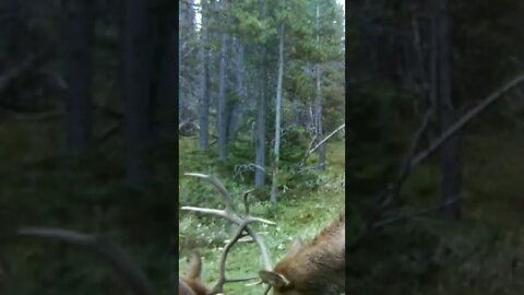 Bull Elk Fighting for Dominance!