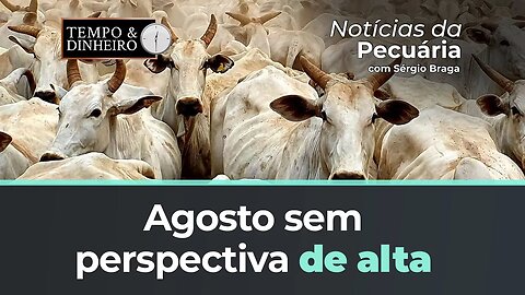 Boi gordo abre ultima semana de agosto sem perspectiva de alta