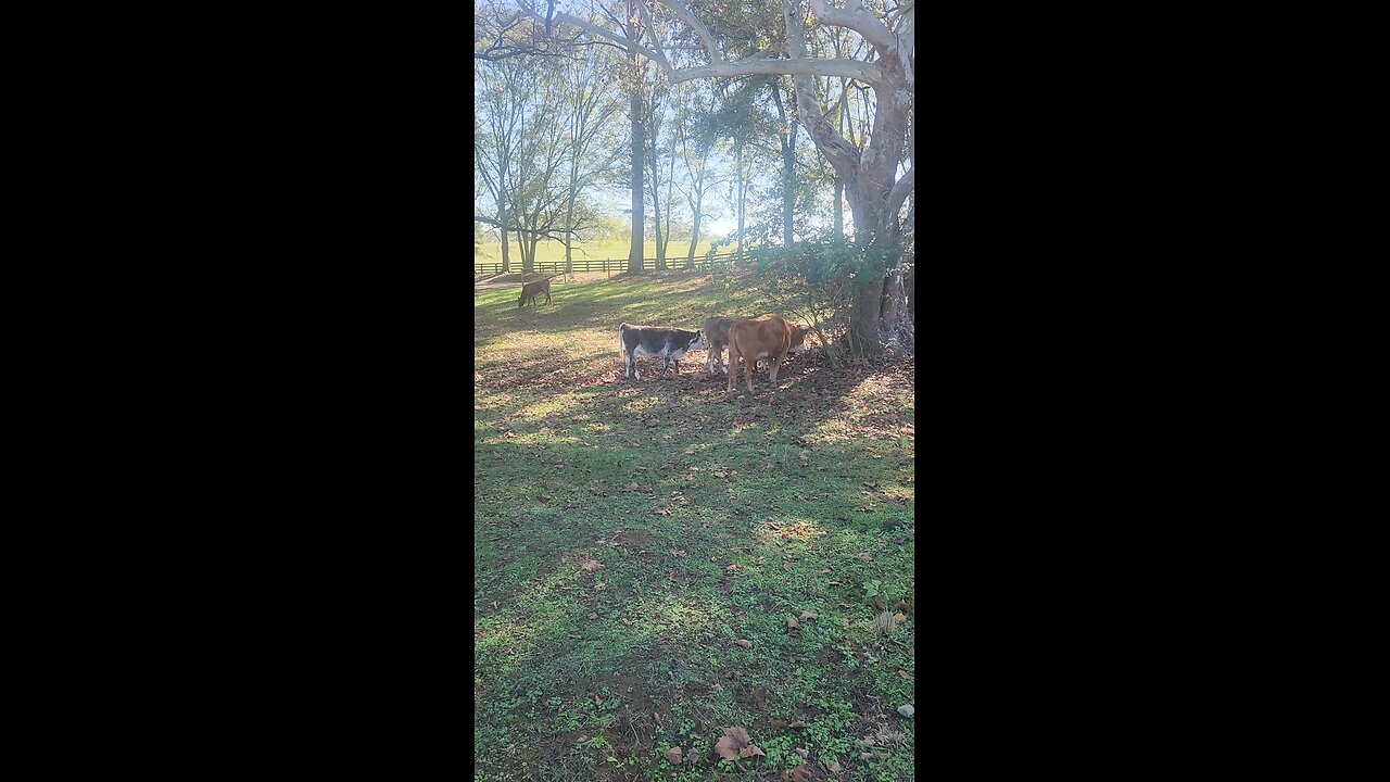 Cows and calves on a fall morning.