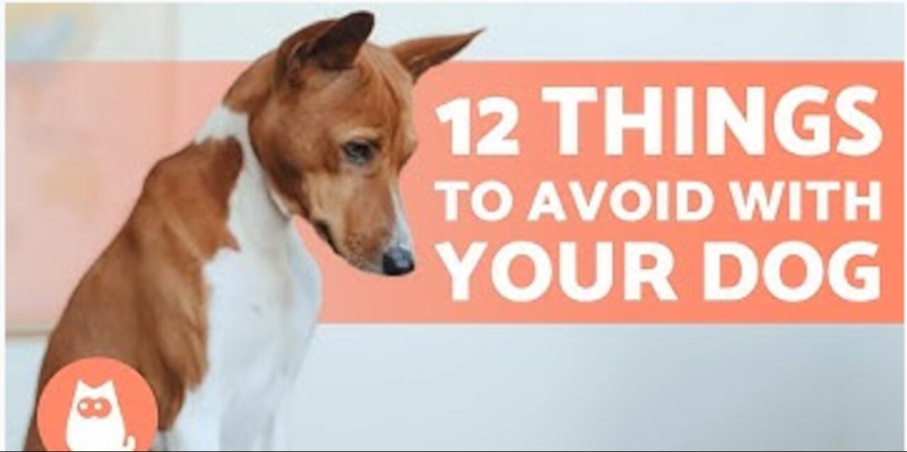 What Is Bad For Your Dog? Top 10 Harmful Things For Dogs That People Keep Doing