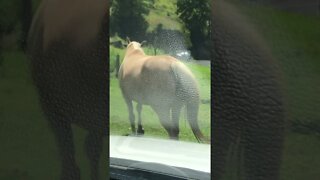 Horses Slowly Move Off the Road. Brumby Love