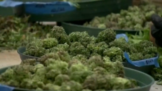 Medical marijuana health center opening