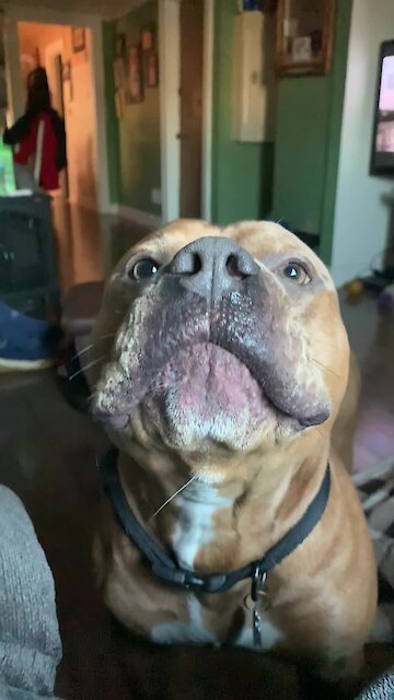 Howling dog sings along with harmonica performance