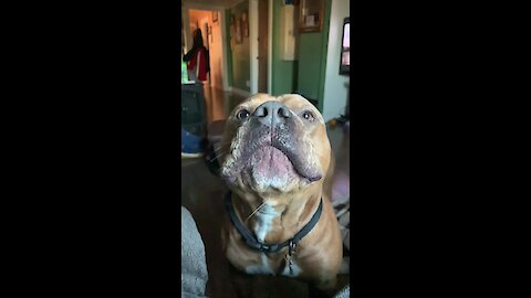 Howling dog sings along with harmonica performance