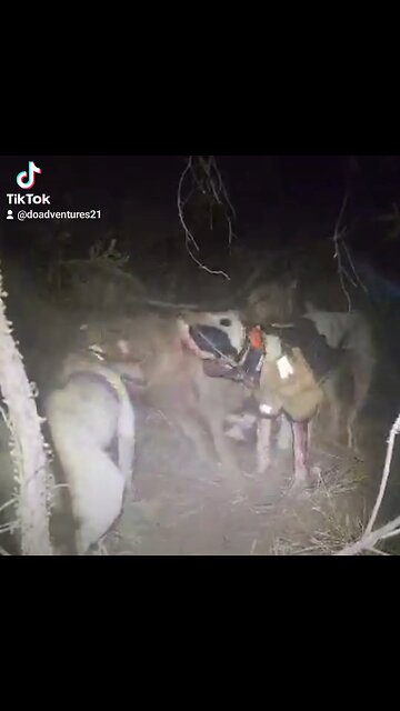 the danger of pick hunting