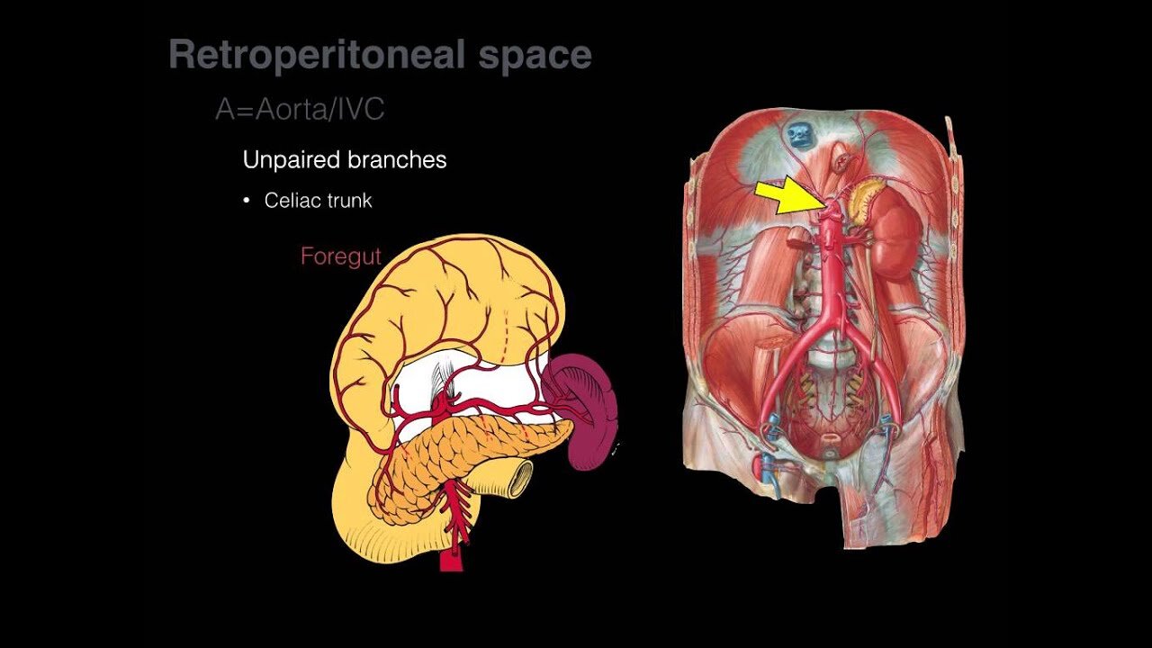 Retroperitoneal space and Retroperitoneal organs