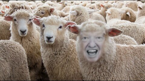 The Ultimate Donald Trump Sheep Meme! 🐑