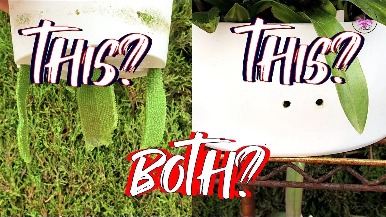 Wick or Holes for Orchids in Semi Hydro Culture | Why do I use both? Which is better? #ninjaorchids