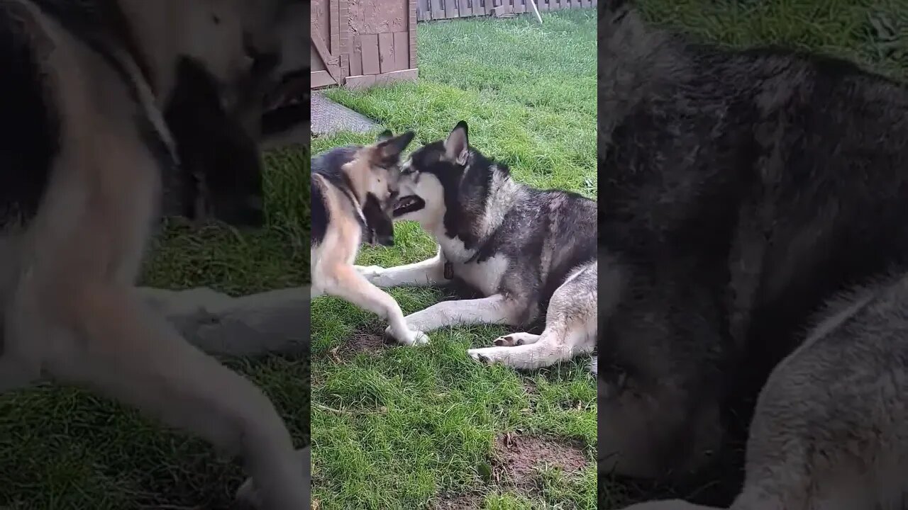 Maple Cant Stop Won't Stop