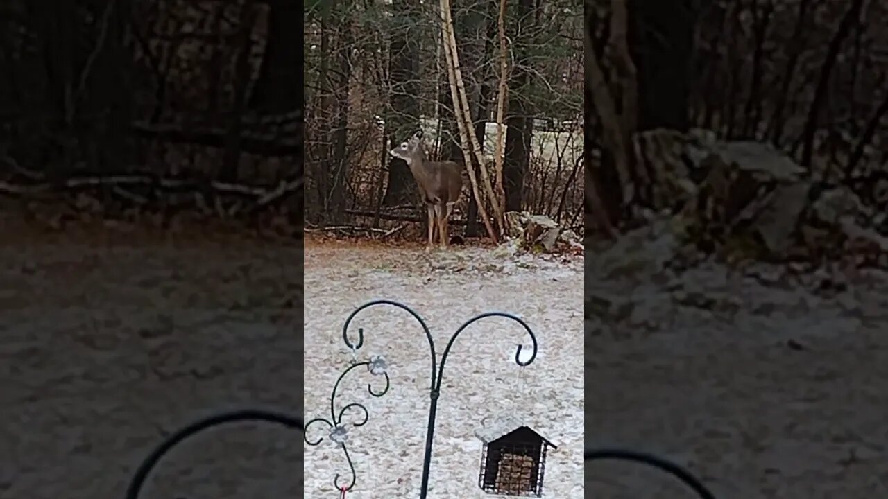 Morning Visitor.. ❤️