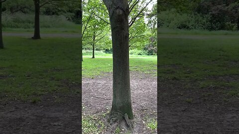 Whats behind the tree? AMC(17 Q ) STOCK(51 Gesara) $40 to $65.24 get AMC through Revolut👇🏻📈🚀