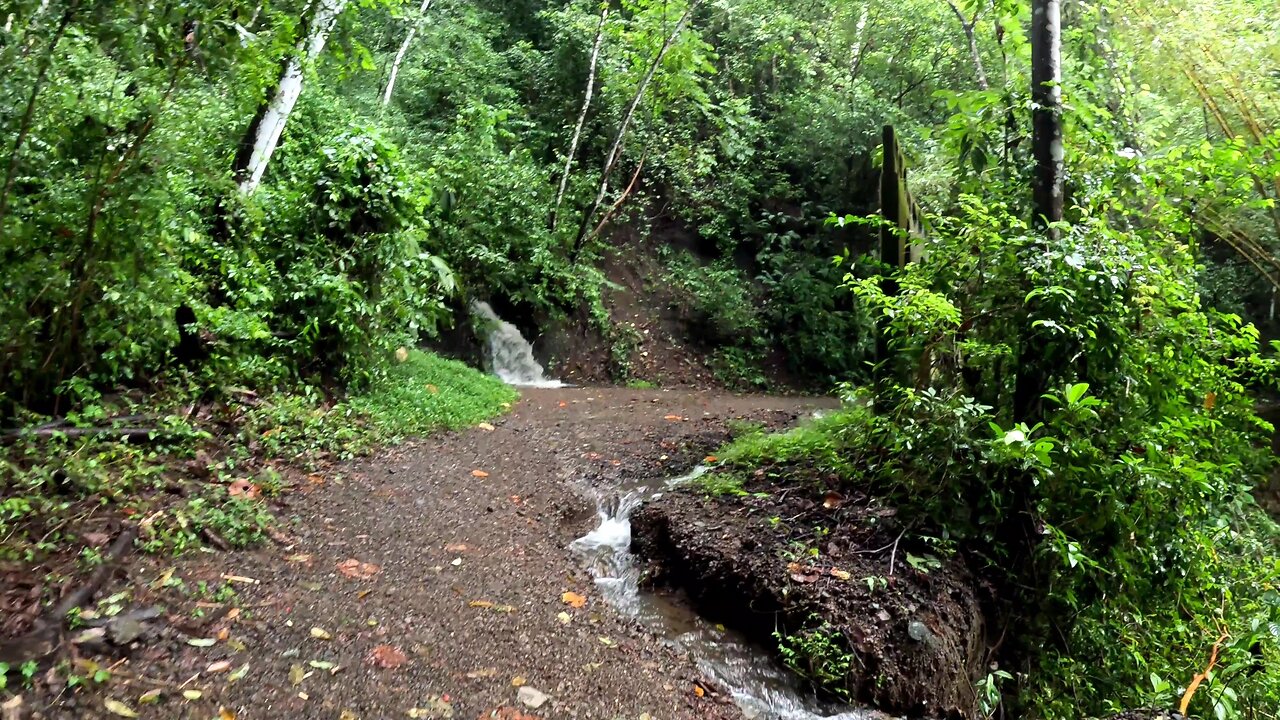 My Favorite Path on El Miro in Jaco Beach Costa Rica (Wide Version)