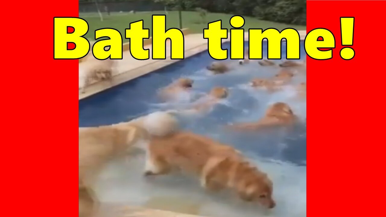Dogs Bathing By The Pool