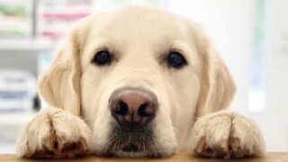 Obedient dog stays statue still before eating