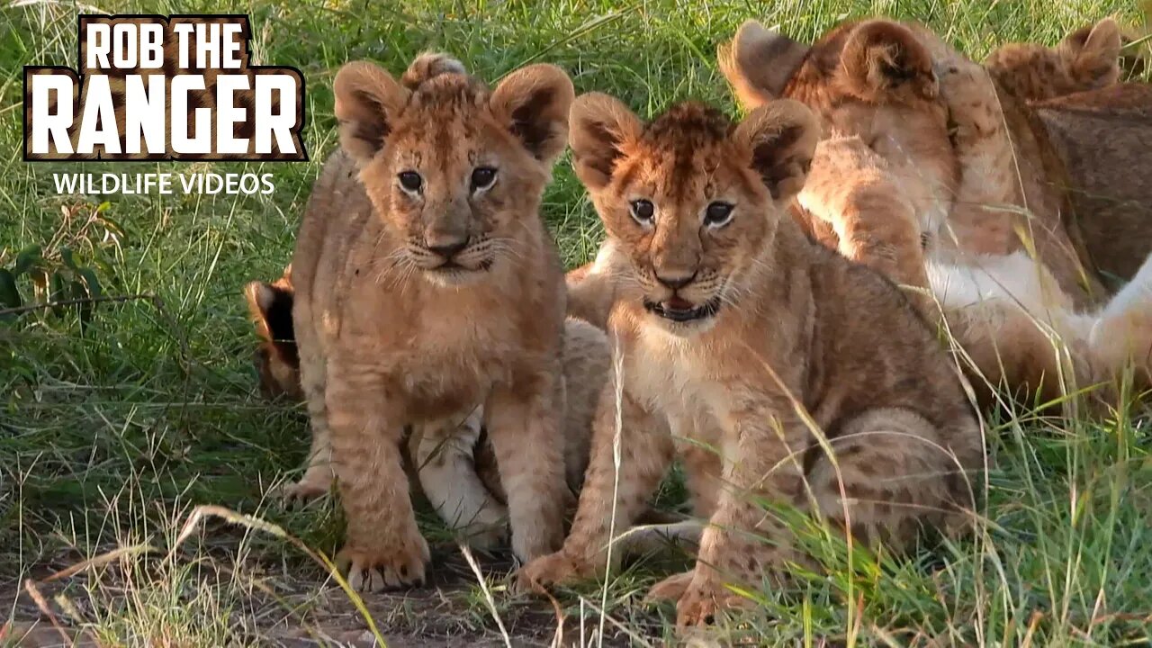 Lovely Lion Cubs Playing Together | Lalashe Maasai Mara Safari