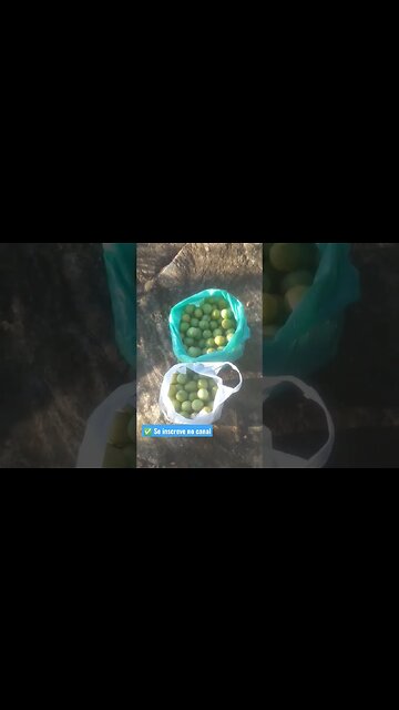 ✅ Pegando umbu no sertão segunda parte, # Belezas do Nordeste🌵 🌞