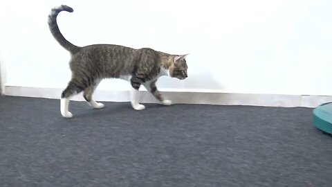 Cat Reaction to a Robot Vacuum Cleaner