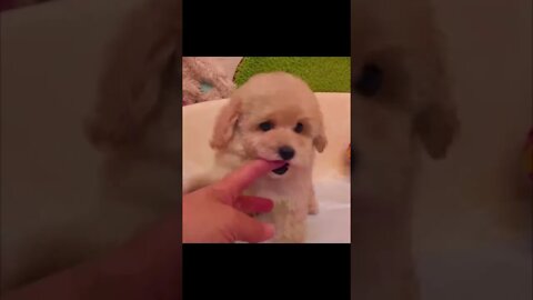 cute cat and dog funny videos