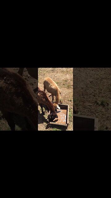 How FAST can they run