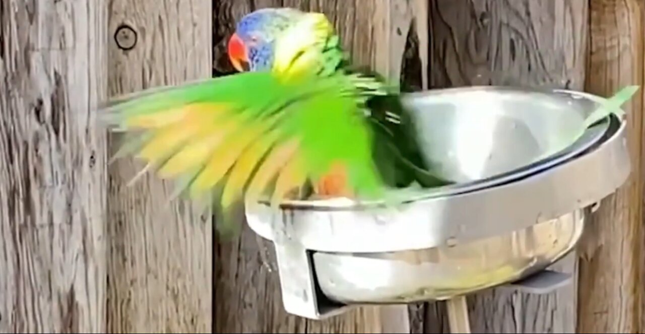 Birds love to bathe to help keep their feathers neat