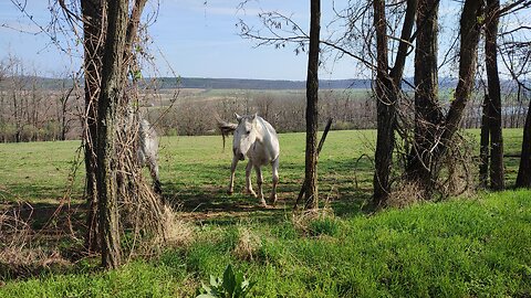 Spring in Ravazd, hungarian rural 2024