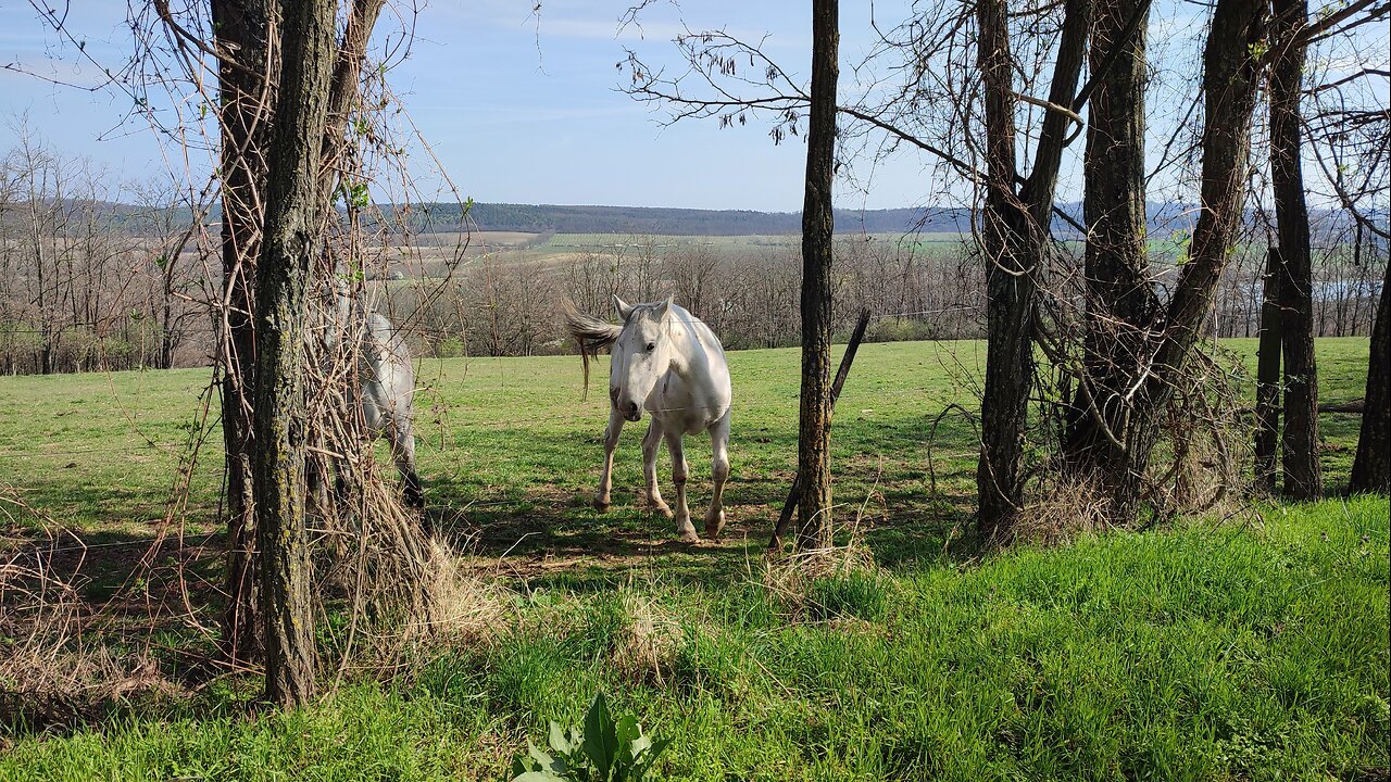 Spring in Ravazd, hungarian rural 2024